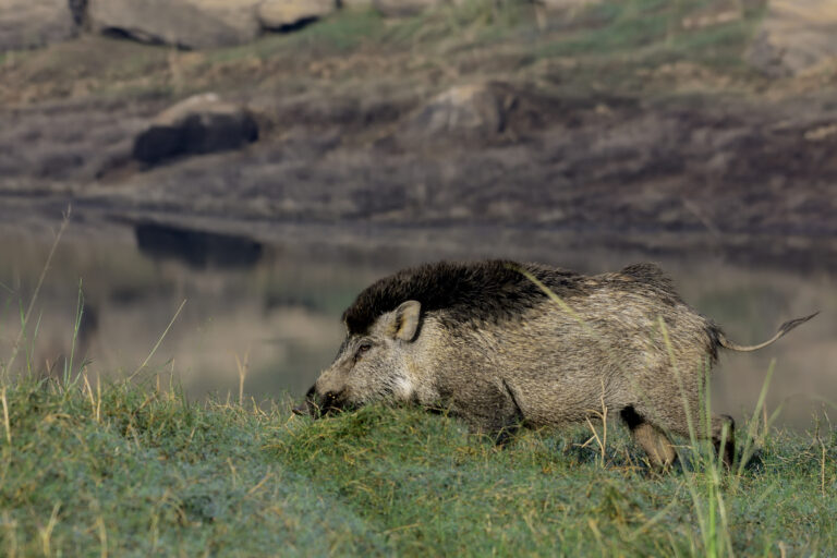 _HEM3488_00001Wild boar