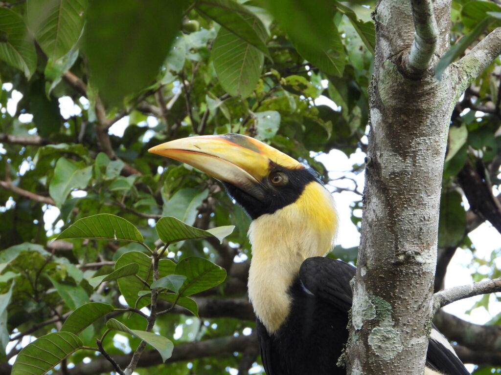 atwas donate hornbill