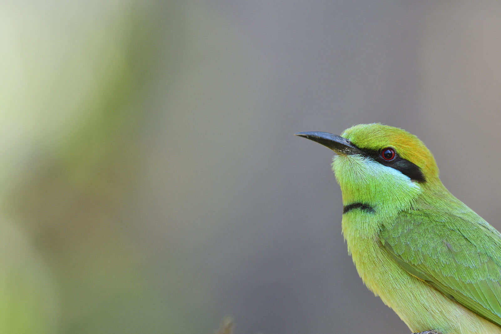 atwas gallery bee eater.jpg